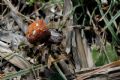 Araneus quadratus